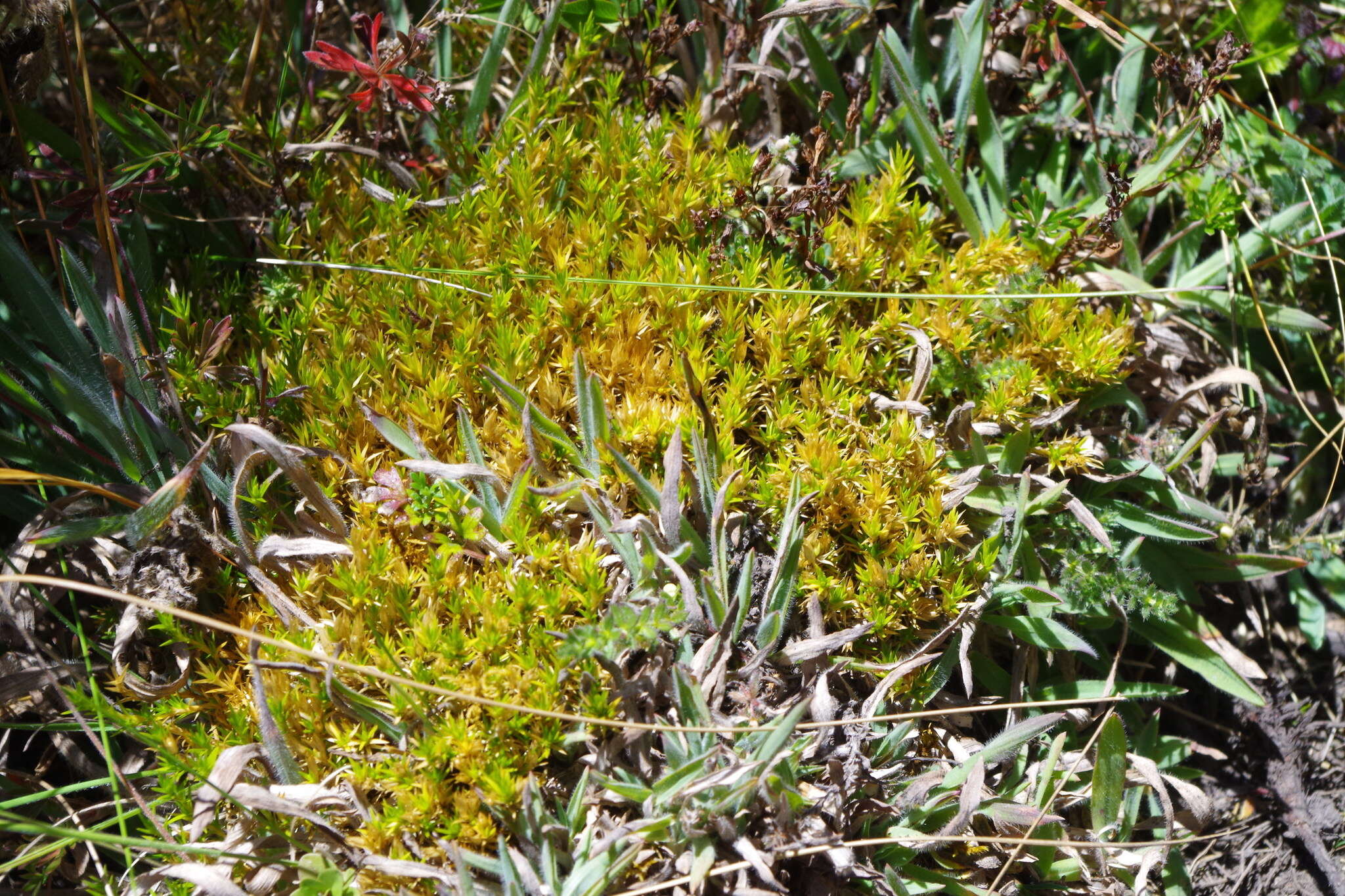 Image de Arenaria aphanantha Wedd