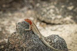 Image of Galapagos Lava Lizard