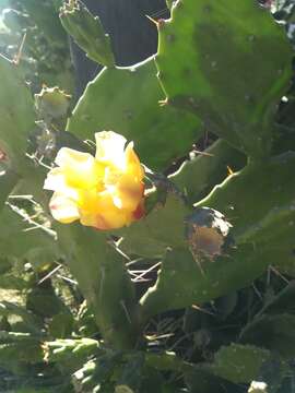 Image of Brazilian pricklypear