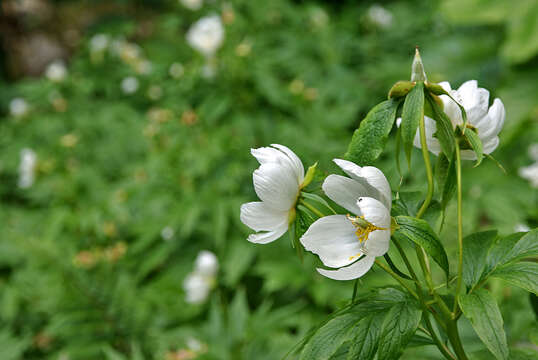 Image of Paeonia emodi Wall.