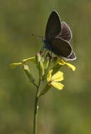 Image of Cyaniris semiargus (von Rottemburg 1775)