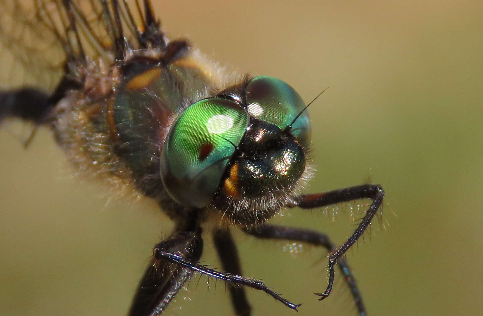 Image of Somatochlora septentrionalis (Hagen 1861)