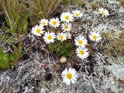 Image of Brachyscome longiscapa G. Simpson & J. S. Thomson