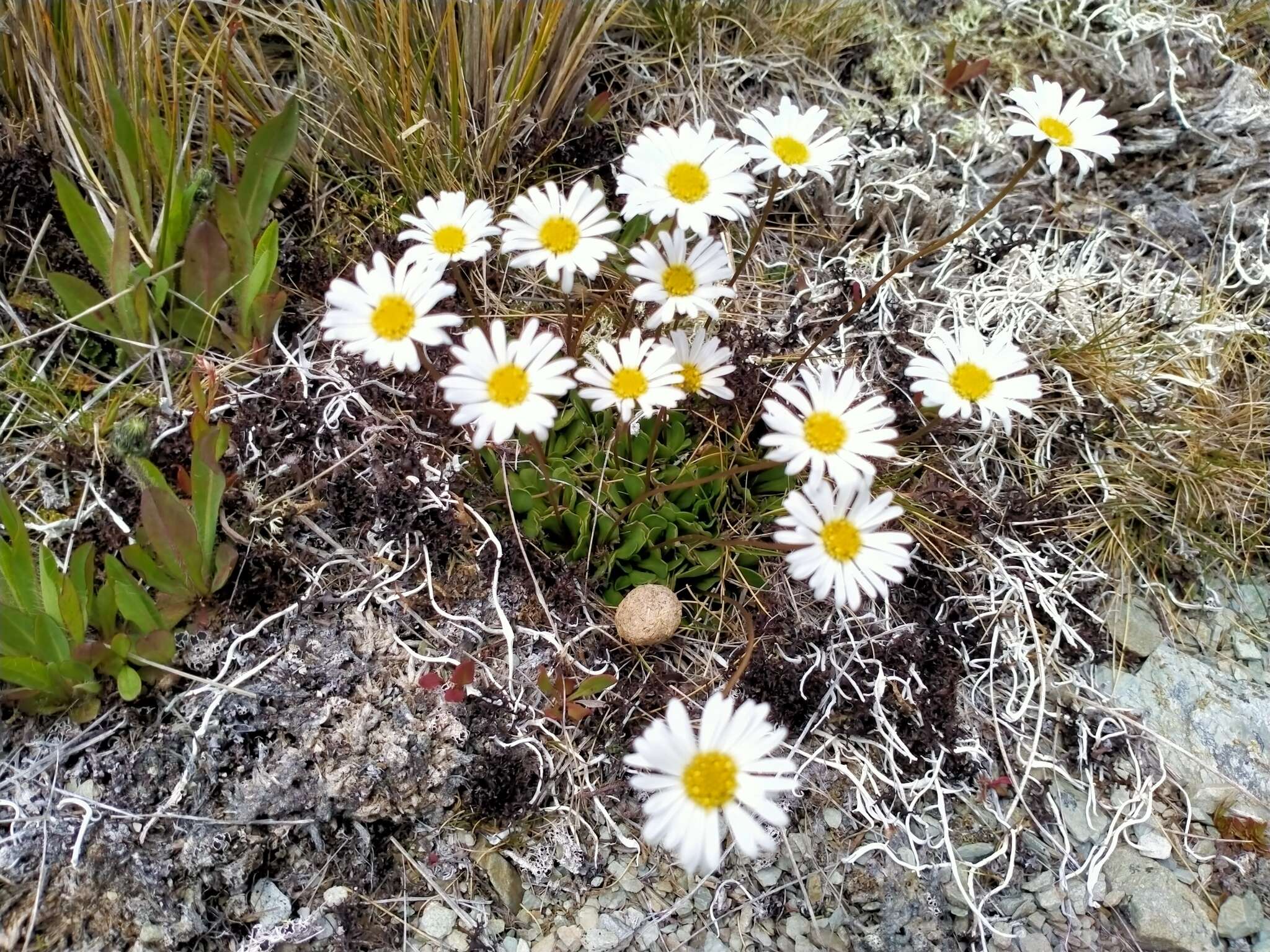 Image of Brachyscome longiscapa G. Simpson & J. S. Thomson