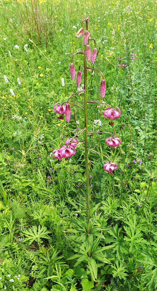 Image of Lilium martagon var. pilosiusculum Freyn