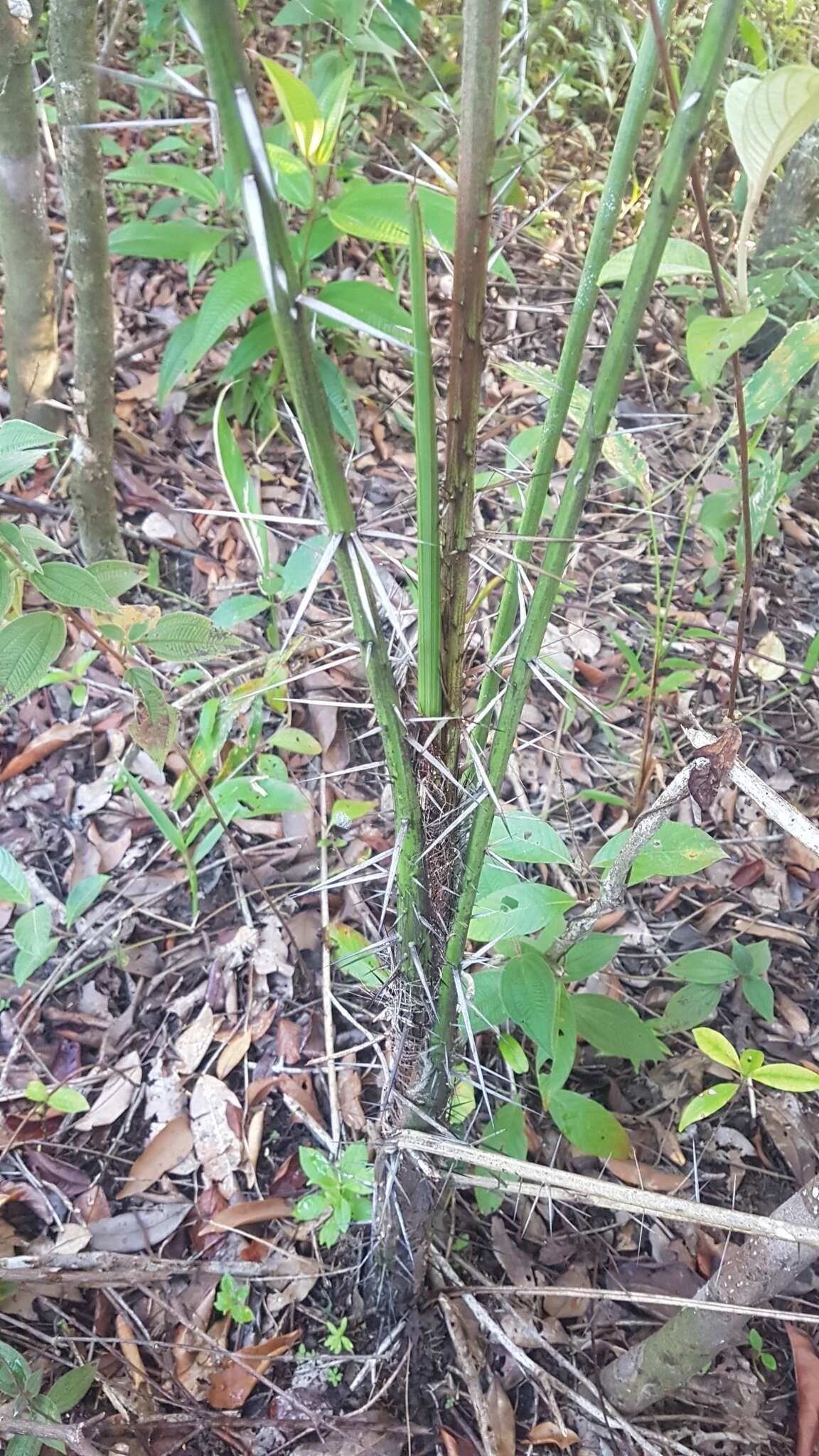 Image of Bactris campestris Poepp.