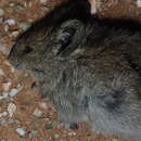 Image of Bush Karroo Rat