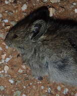 Image of African karoo rats