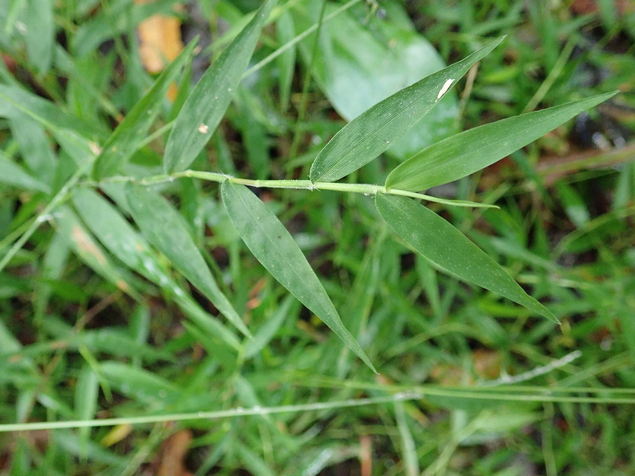 Image of Long-Leaf Basket Grass