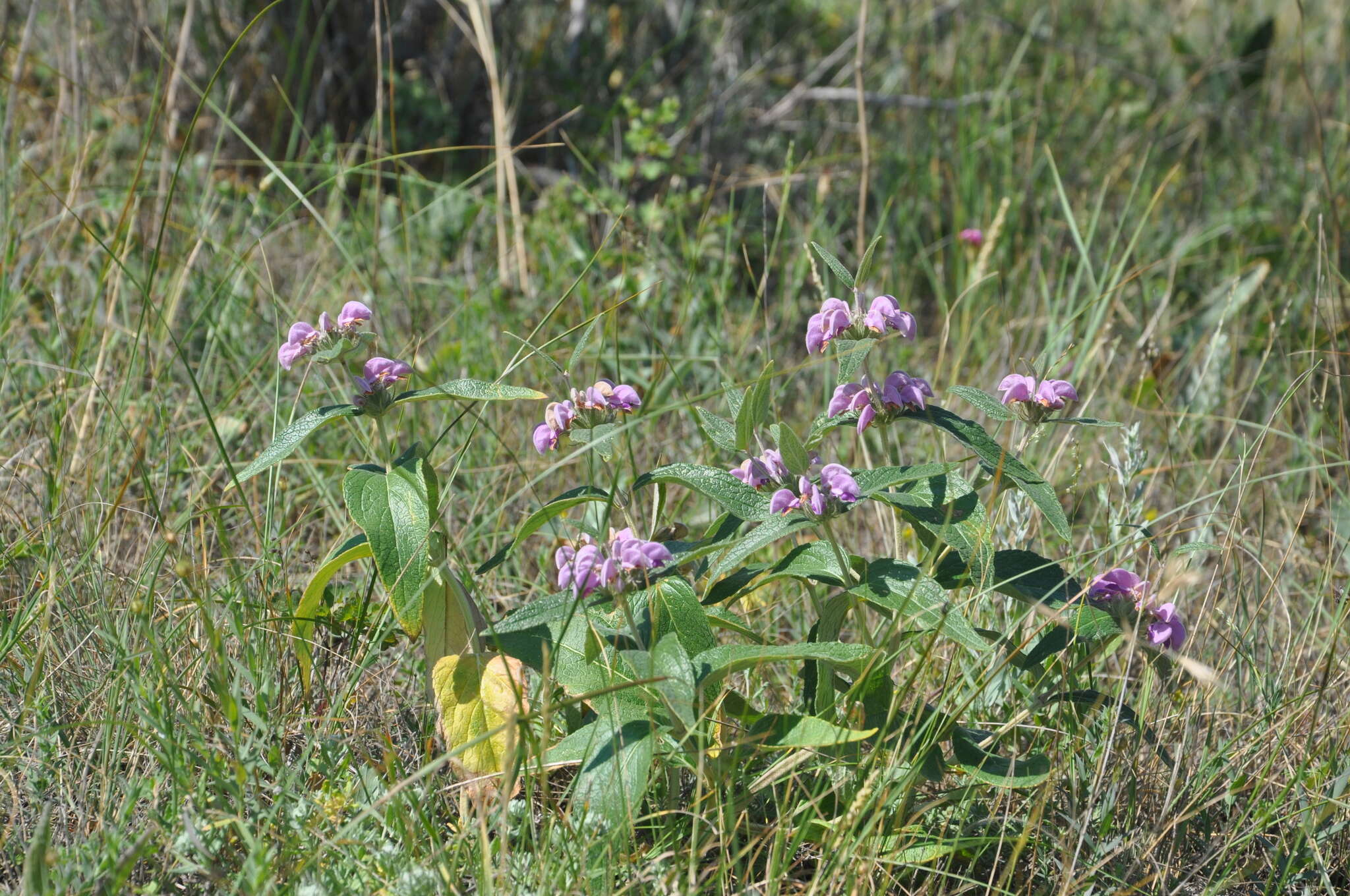 Image of Phlomis herba-venti subsp. pungens (Willd.) Maire ex De Filipps