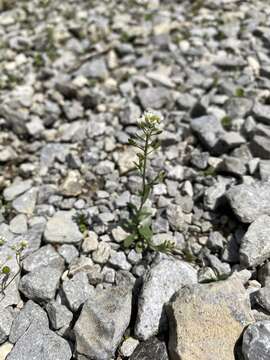 Image of shortpod draba