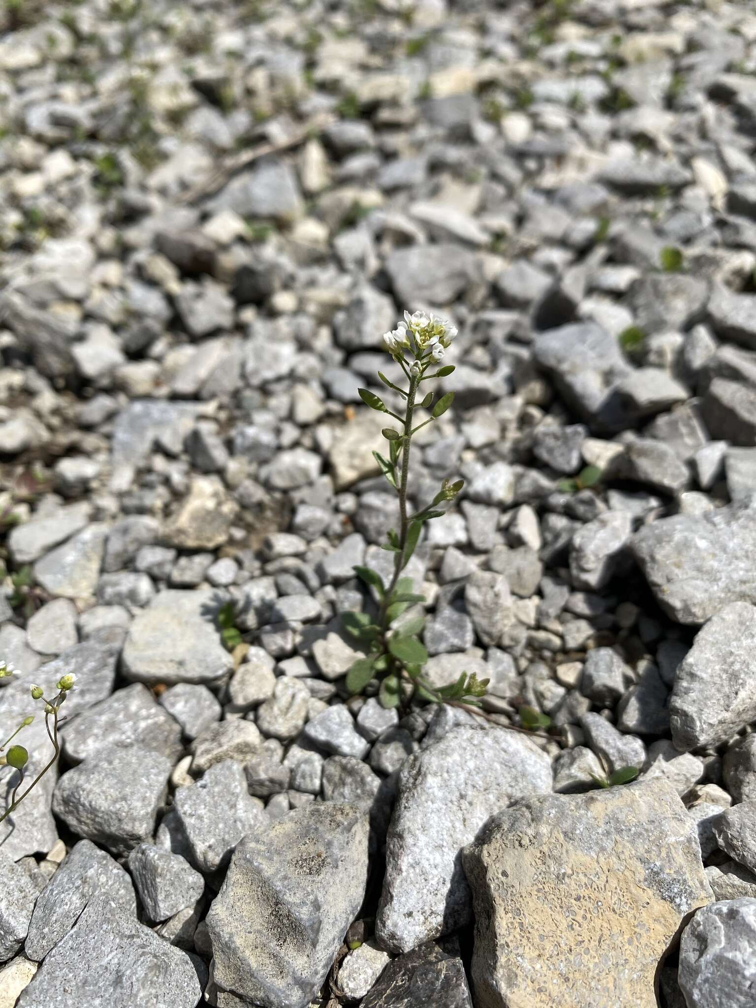 صورة Draba brachycarpa Nutt.