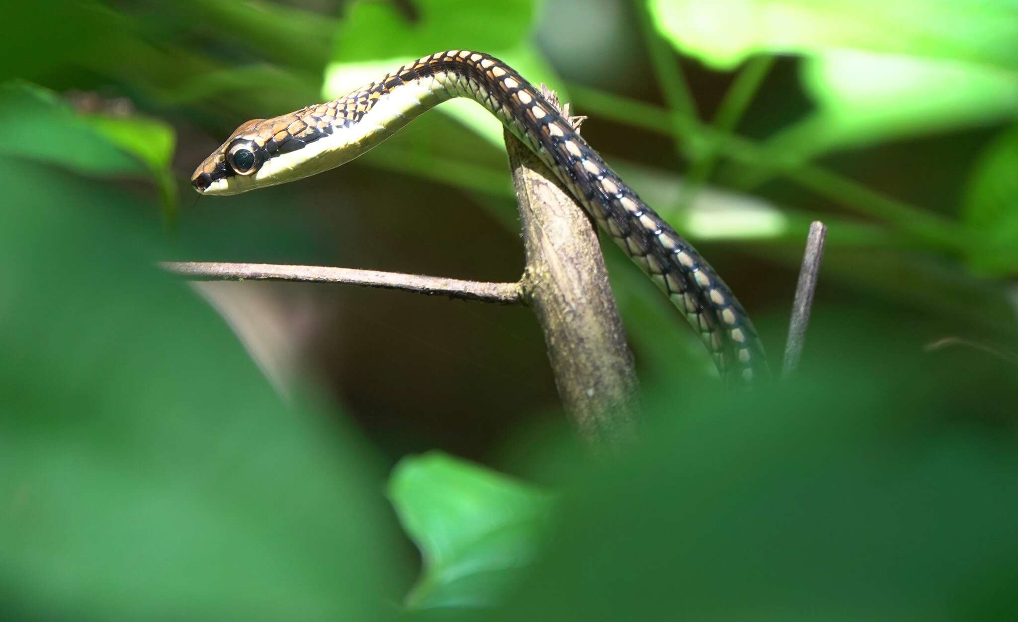 Image de Dendrelaphis kopsteini Vogel & Van Rooijen 2007