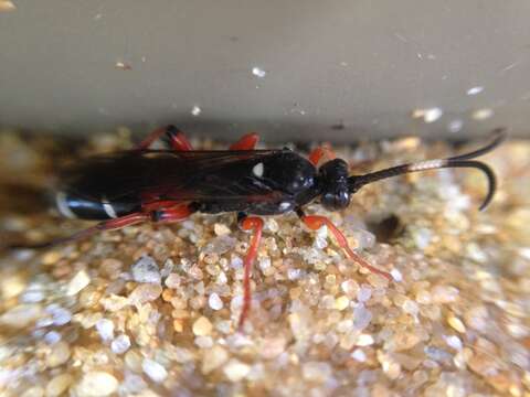 Image of Ichneumon promissorius Erichson 1842