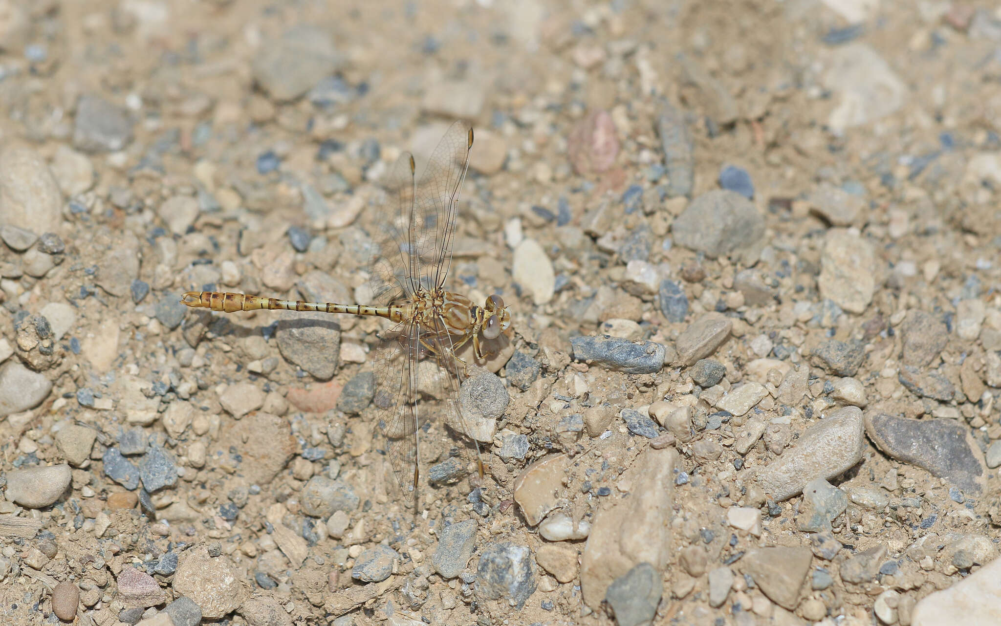 Image of Faded Pincertail