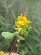 Image of Poiretia punctata (Willd.) Desv.