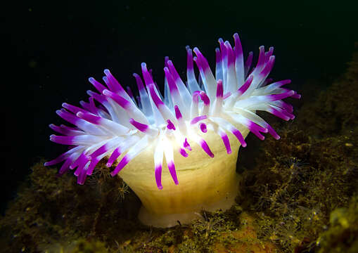 Image of horseman anemone