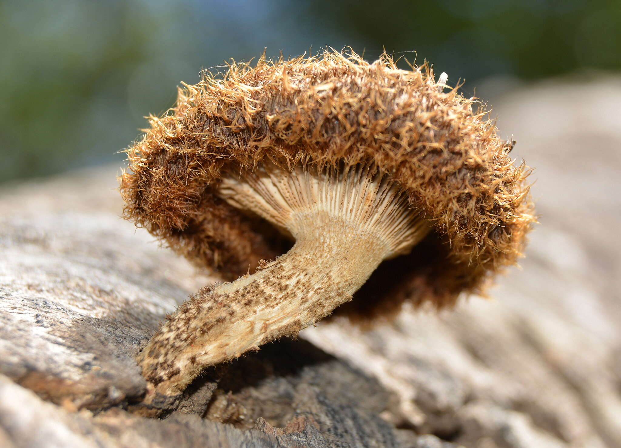 Image de Lentinus stuppeus Klotzsch 1833