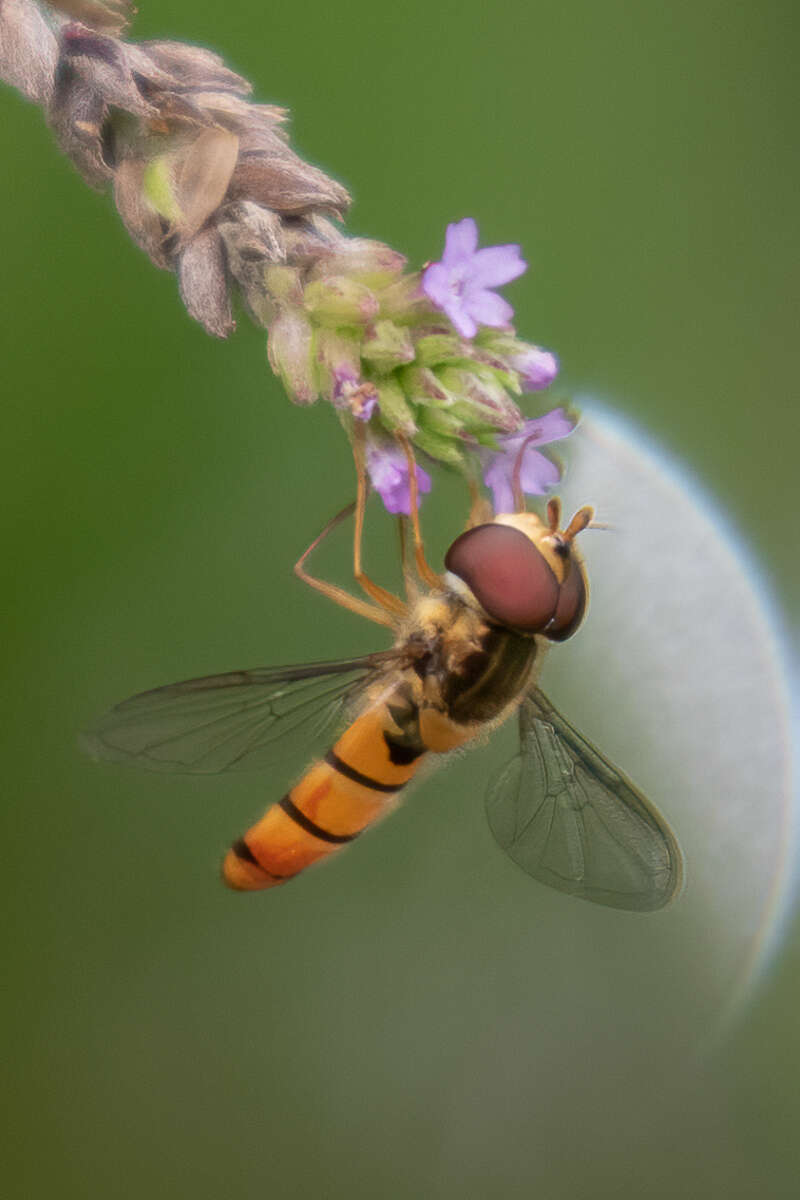 Image of Episyrphus trisectus (Loew 1858)