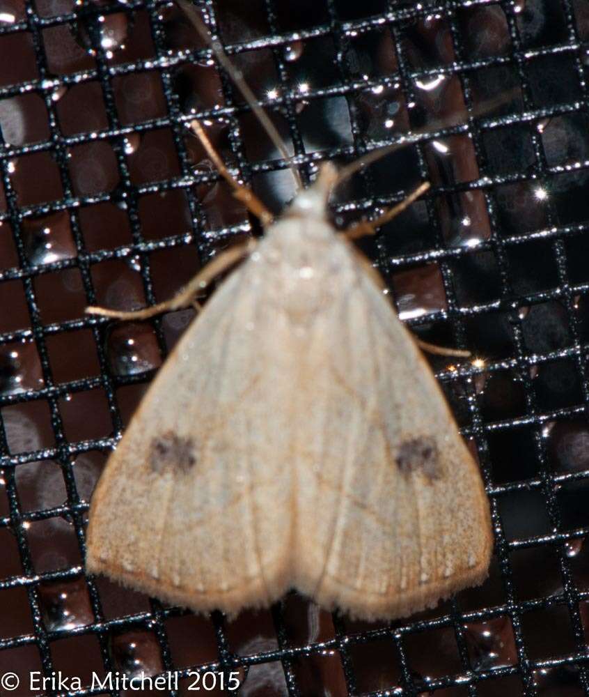 Image of Spotted Grass Moth