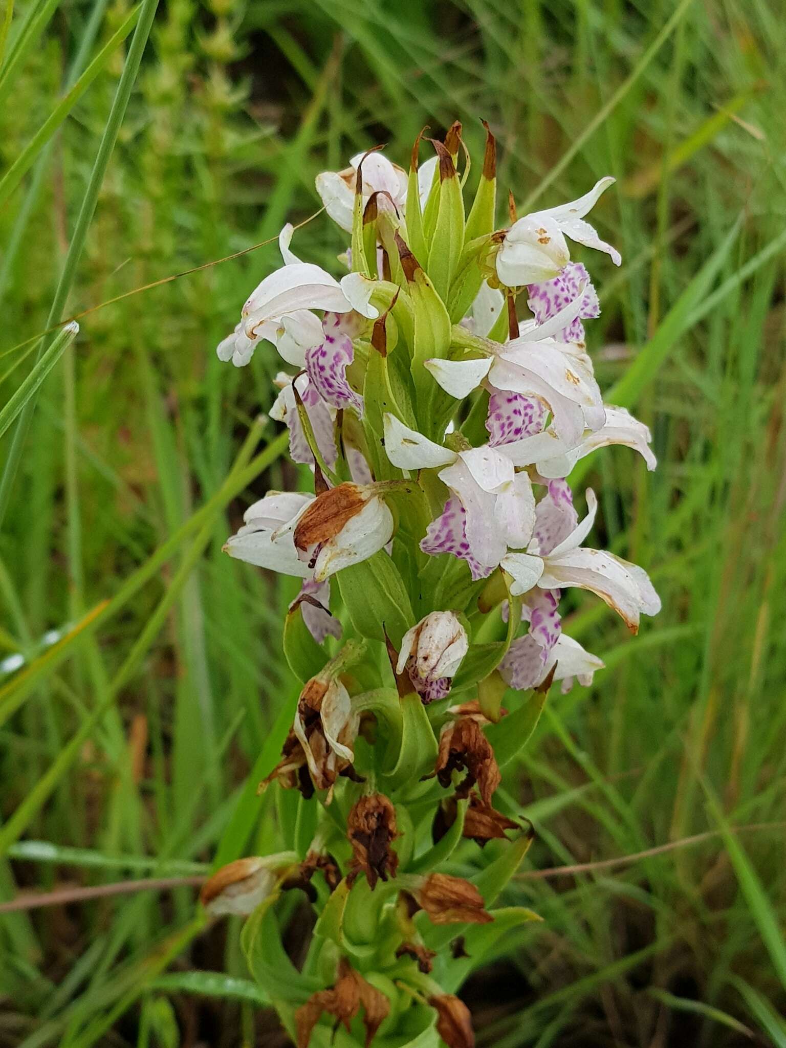 Image de Brachycorythis conica subsp. transvaalensis Summerh.