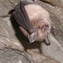 Image of Cape Horseshoe Bat