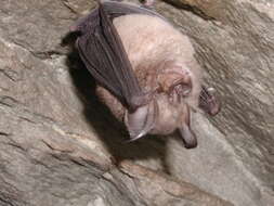 Image of Cape Horseshoe Bat