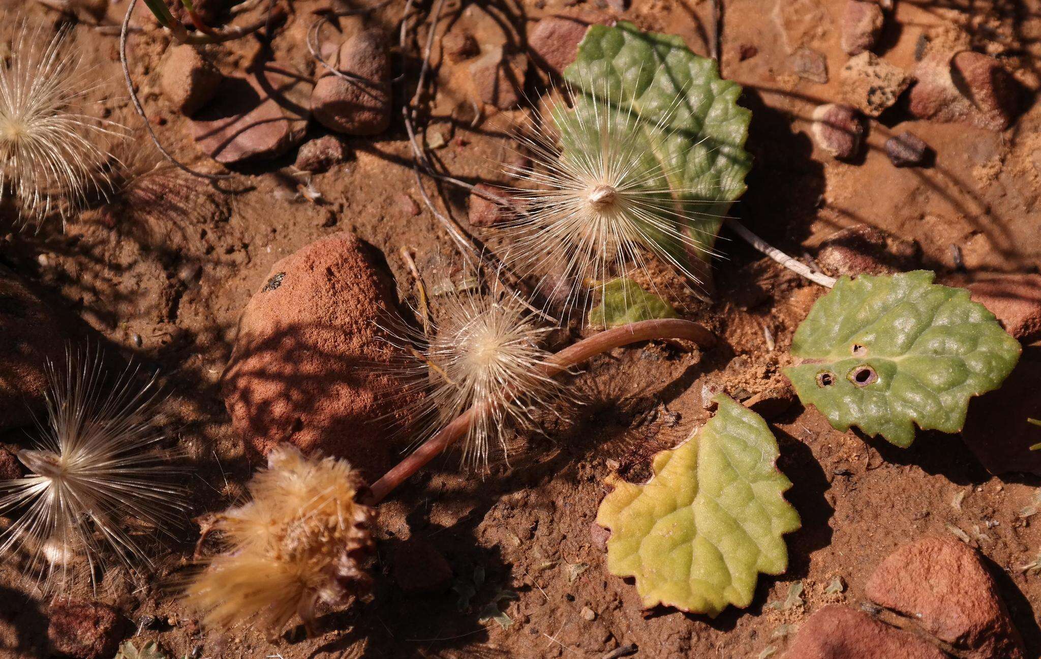 Image de Othonna oleracea Compton