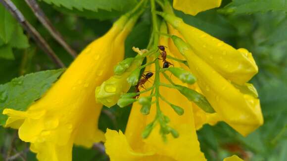 Image of Florida Carpenter Ant