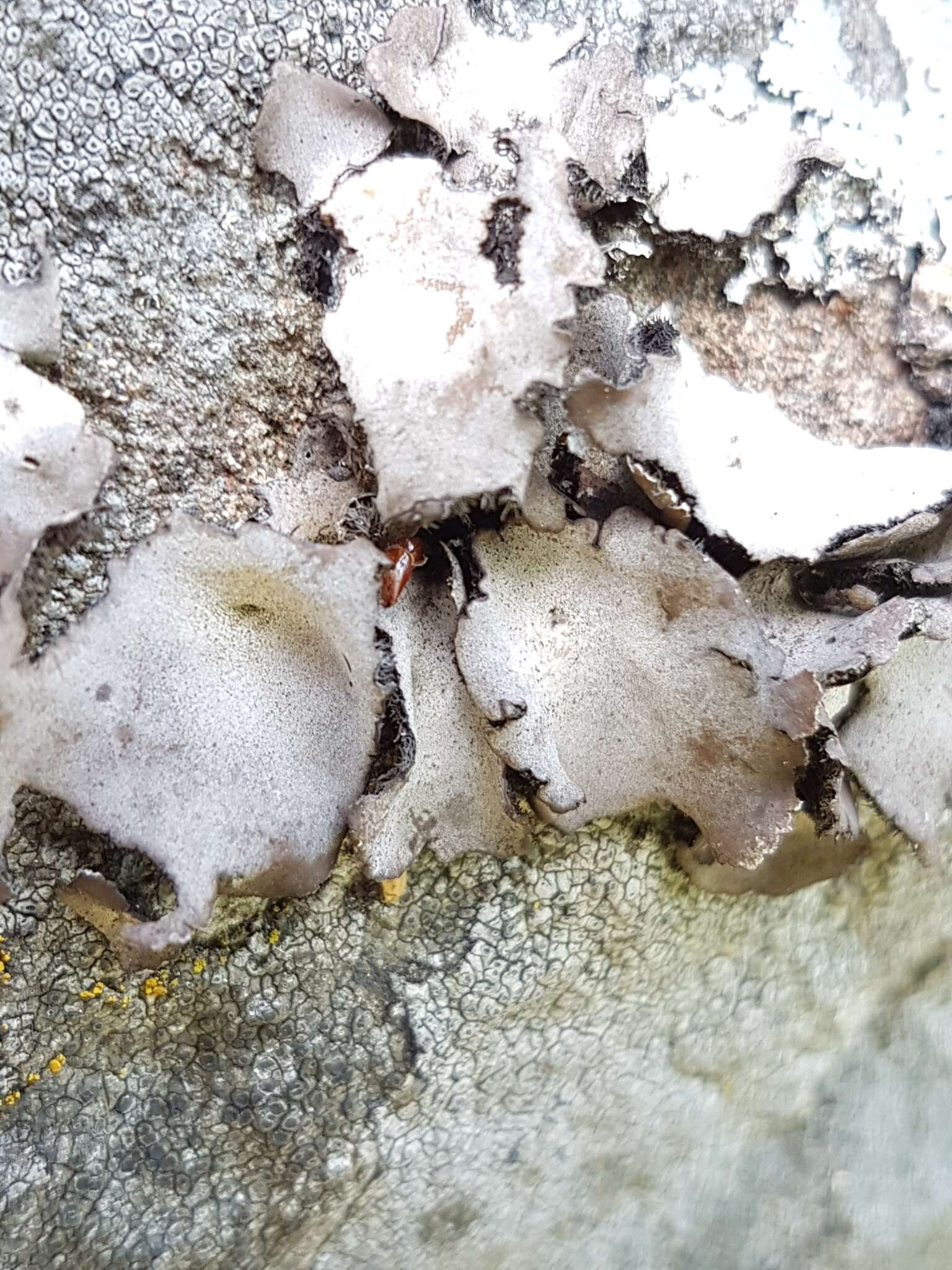 Image of navel lichen