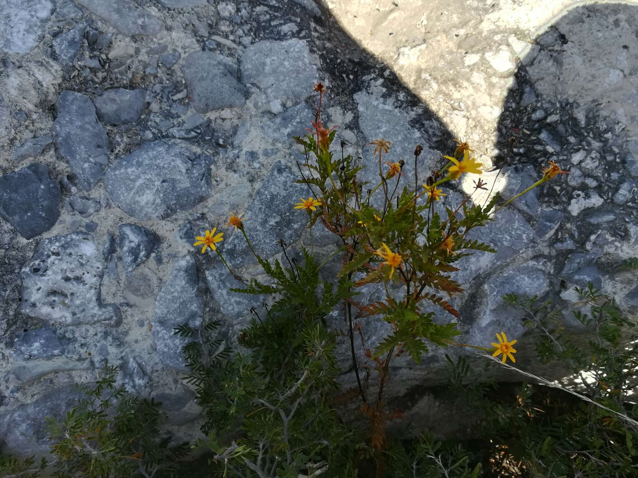 Image of Chrysactinia pinnata S. Wats.