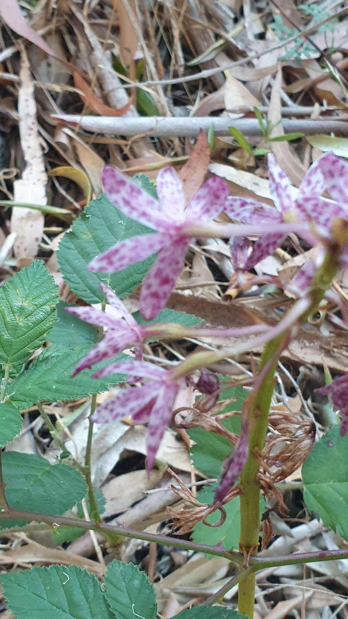 Imagem de Dipodium campanulatum D. L. Jones