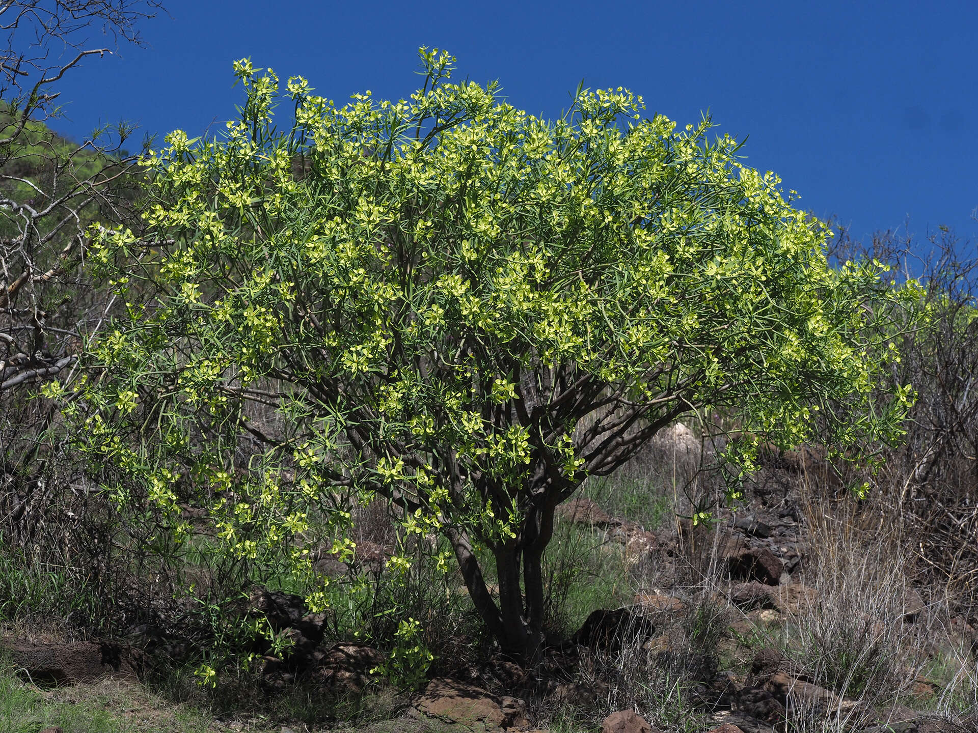 Image de Euphorbia regis-jubae J. Gay