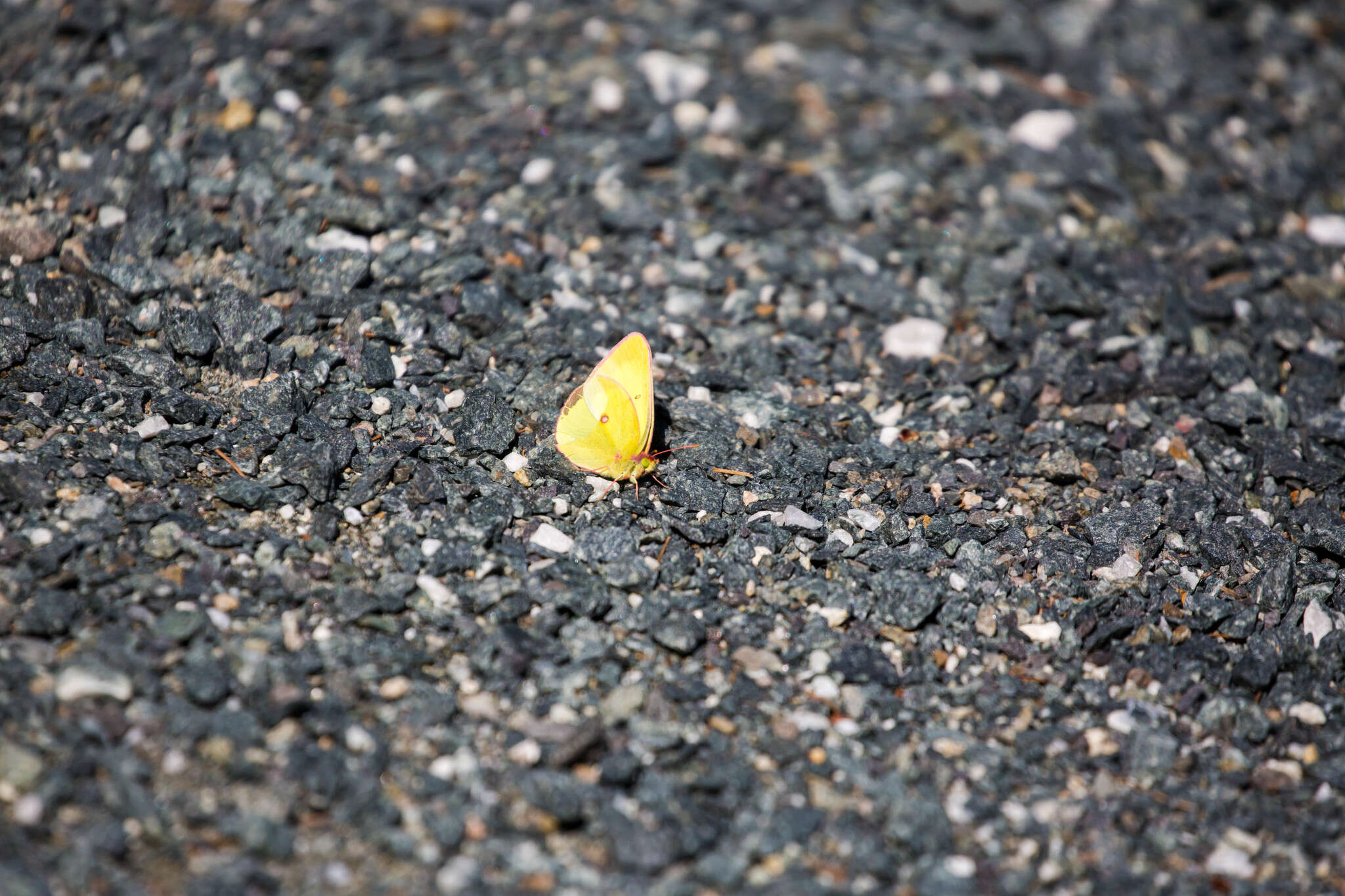 Image of Pink-edged sulphur