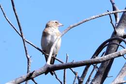 Carduelis carduelis caniceps Vigors 1831的圖片