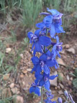 Image of Geyer's larkspur