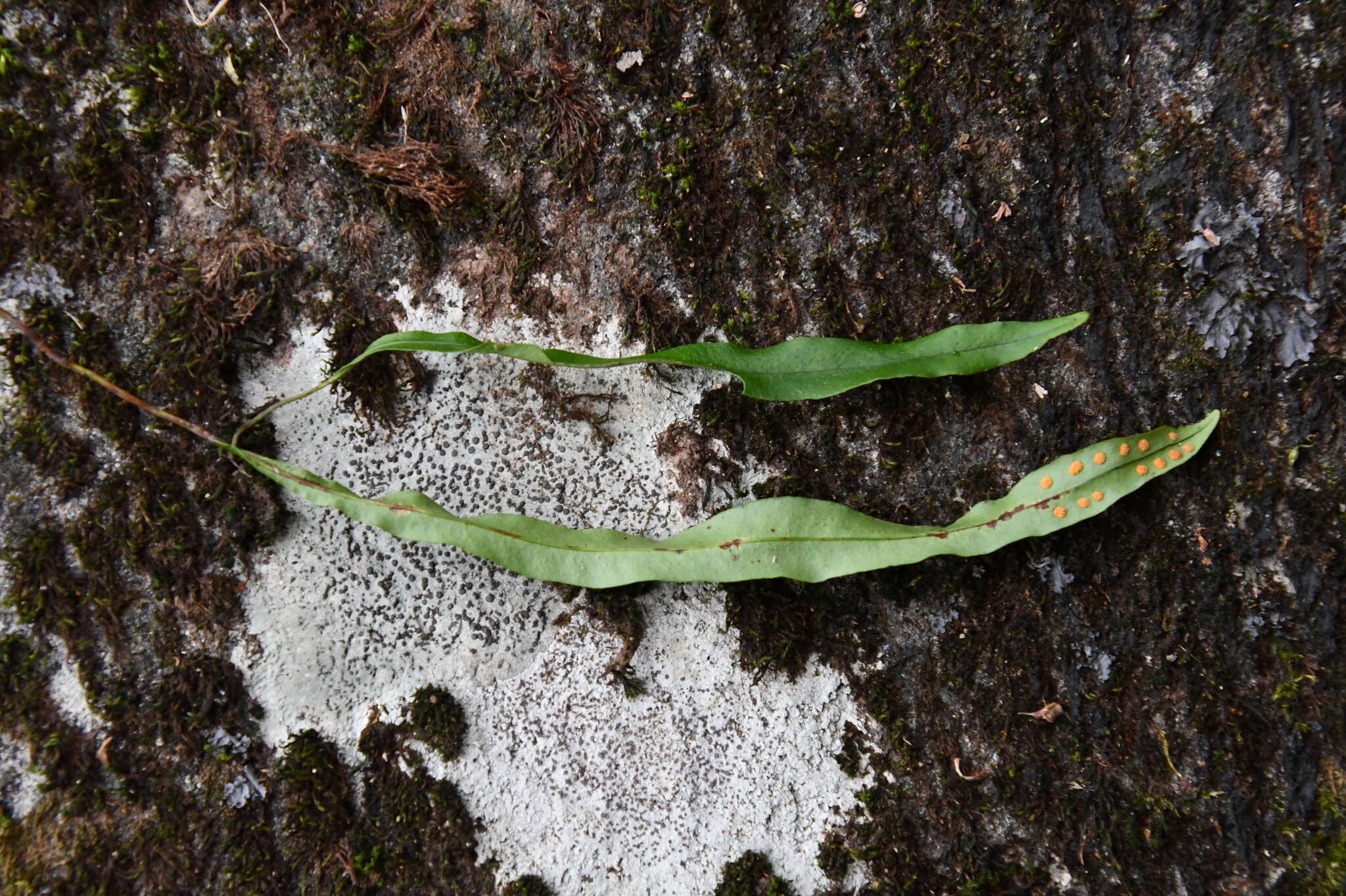 Image of Lepisorus ussuriensis (Regel & Mack.) Ching