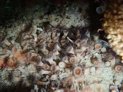 Image of elongate zoanthid