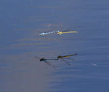 Image of Common Blue Damselfly