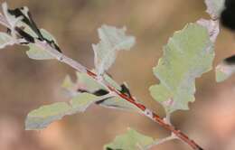 صورة Grevillea miniata W. V. Fitzg.