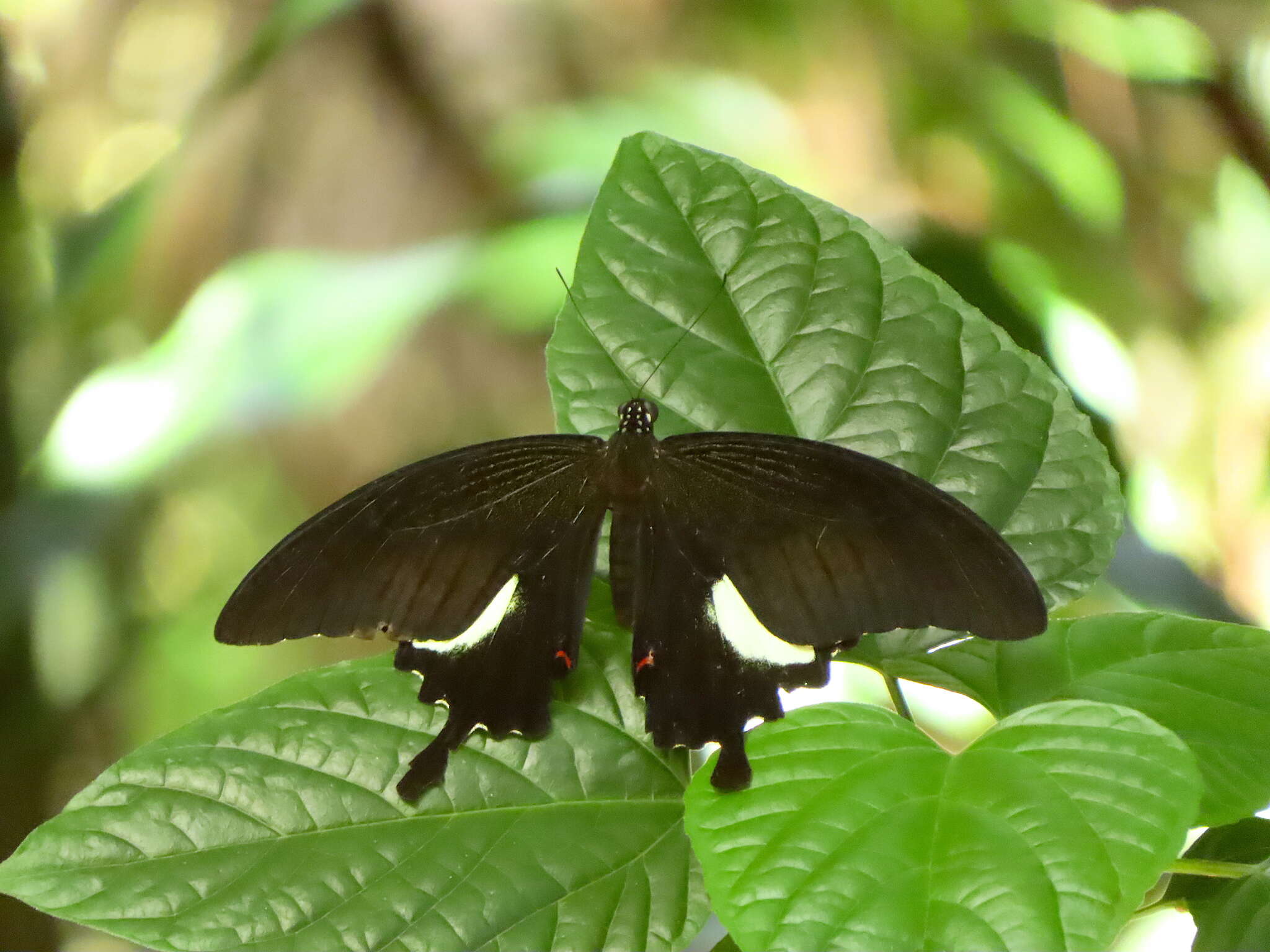 Image of Papilio iswara White 1842