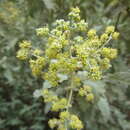 Buddleja glomerata H. Wendl. resmi