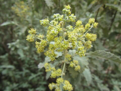 Imagem de Buddleja glomerata H. Wendl.