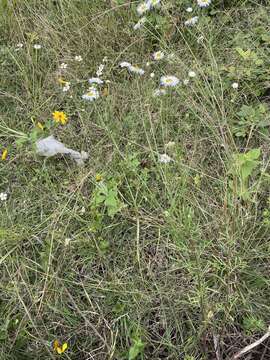 Image of Erigeron delphinifolius Willd.