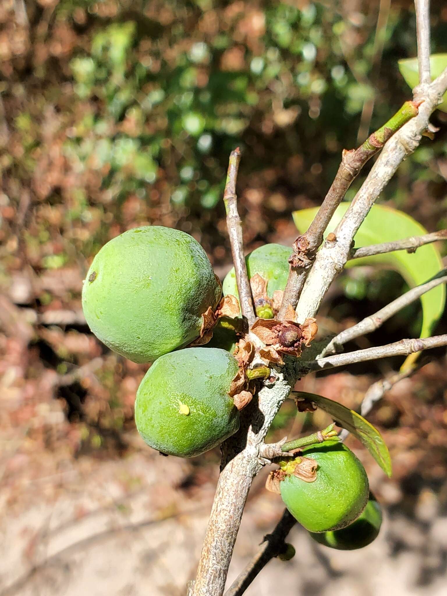 Garcinia calcicola (Jum. & H. Perrier) P. W. Sweeney & Z. S. Rogers resmi