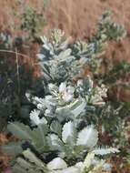 Image of cootamundra wattle