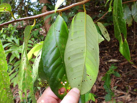 Image of Myristica globosa subsp. muelleri (Warb.) W. J. J. O. de Wilde