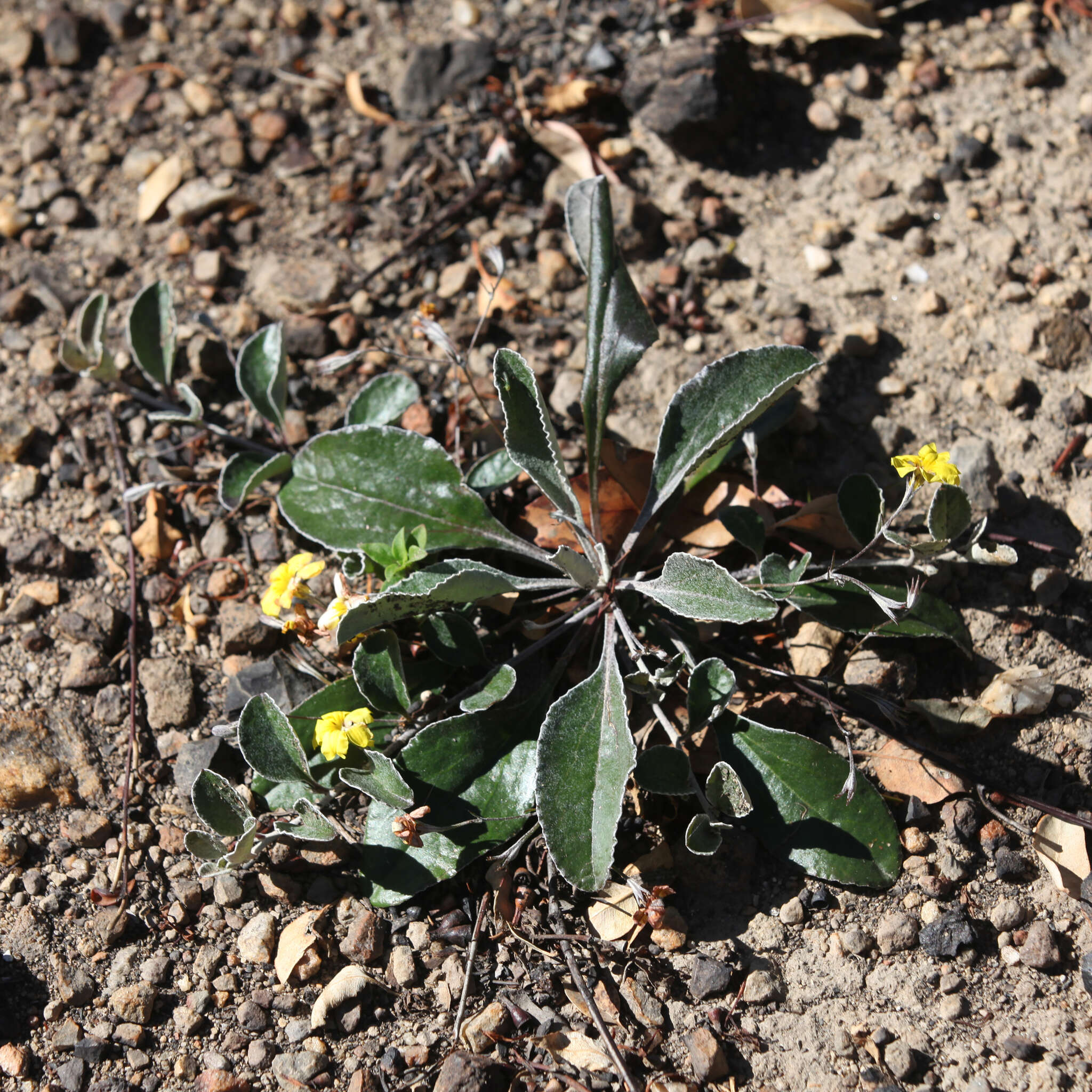 Image of Goodenia hederacea Sm.