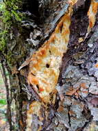 Image of Orchard toothcrust