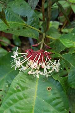 Image of Clerodendrum deflexum Wall.